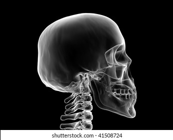 Xray Human Head Skull