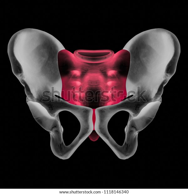 X Ray Of Human Pelvis Bone Anterior View Red Highlight In Sacrum And