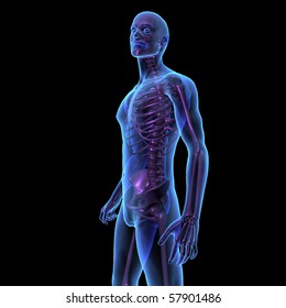 X-ray Illustration Of Male Human Body And Skeleton Standing. 3D Render, Side View.