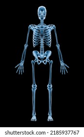 495 Anterior Full View Of Human Body Images, Stock Photos & Vectors ...