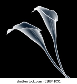 Xray Image Of A Calla Flower Isolated On Black With Clipping Path