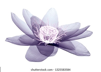 Download Xray Flower Images Stock Photos Vectors Shutterstock PSD Mockup Templates