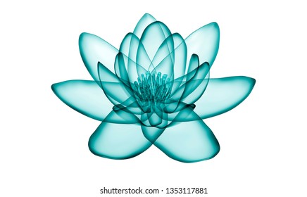 Download Xray Flower Images Stock Photos Vectors Shutterstock Yellowimages Mockups