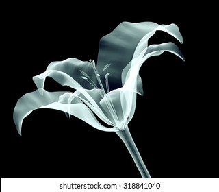 Xray Image Of A Flower Isolated On Black With Clipping Path