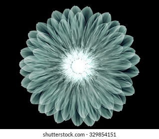 Xray Image Of A Flower  Isolated On Black , The Gebera