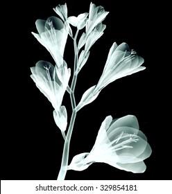 Xray Image Of A Flower  Isolated On Black , The Freesia