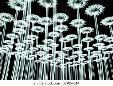 Xray Image Of A Flower  Isolated On Black , The Gebera