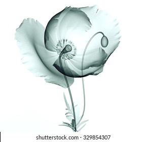 Xray Image Of A Flower  Isolated On Black , The Poppy