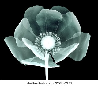 Xray Image Of A Flower  Isolated On Black , The Poppy