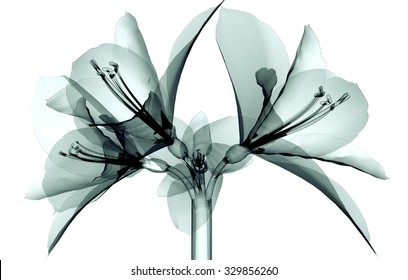 Xray Image Of A Flower Isolated On White, The Amaryllis