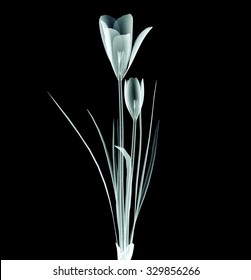 Xray Image Of A Flower  Isolated On Black , The Crocus