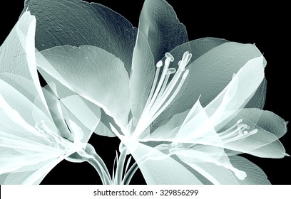 Xray Image Of A Flower  Isolated On Black , The Amaryllis