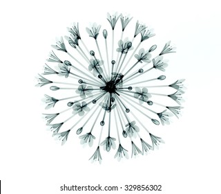 Xray Image Of A Flower Isolated On White, The Bell Agapanthus
