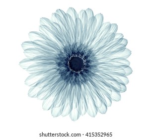 Download Xray Flower Images Stock Photos Vectors Shutterstock PSD Mockup Templates