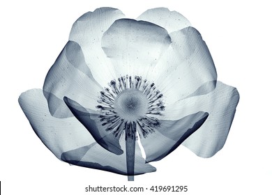 Flowers X,ray Images, Stock Photos \u0026 Vectors