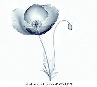 Download Xray Flower Images Stock Photos Vectors Shutterstock