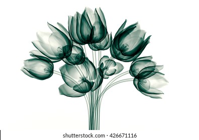 Free Free X Ray Flower Svg 577 SVG PNG EPS DXF File