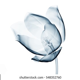 Röntgenbild einer Blume einzeln auf Weiß, die Tullip 3D-Illustration
