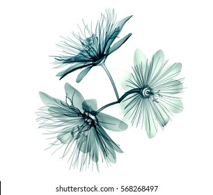 X-ray Image Of A Flower  Isolated On White , The Passion Flower 3d Illustration