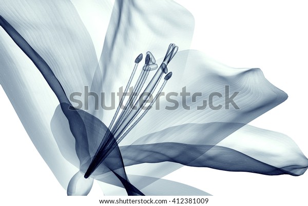 白い背景に花のx線画像 アマリリス3dイラスト のイラスト素材