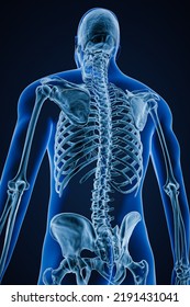 Xray Image Of Low Angle Posterior Or Back View Of Accurate Human Skeletal System Or Skeleton With Male Body Contours On Blue Background 3D Rendering Illustration. Anatomy, Osteology Concept.