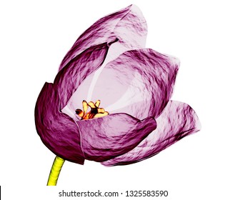 Download Xray Flower Images Stock Photos Vectors Shutterstock PSD Mockup Templates