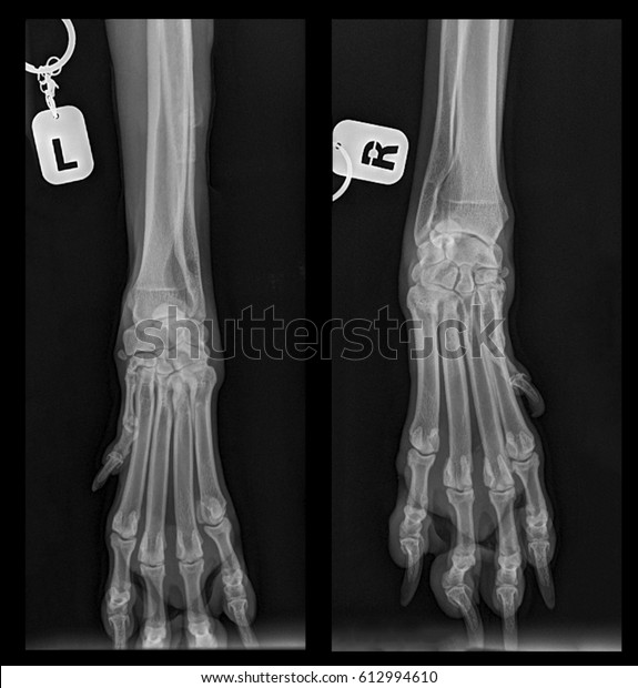 Xray Picture Dog Dogs Paws Joints Stock Illustration 612994610