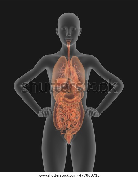 Xray Picture Woman Visible Internal Organs Stock ...