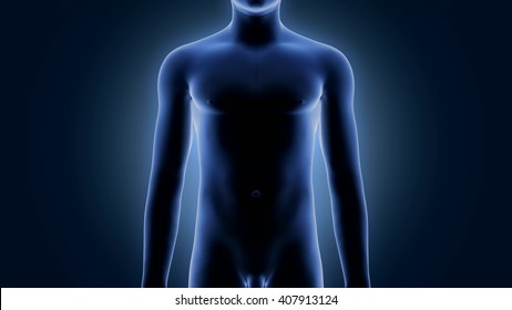 Xray Scan Human Body 3d Render