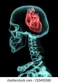 Xray Of Skull With Heart Instead Of Brain.