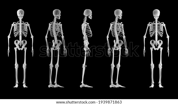 X-ray view of a human skeleton. Medical\
examination and body scan. Human anatomy and body bones. 360 degree\
view of a skeleton. 3d\
render