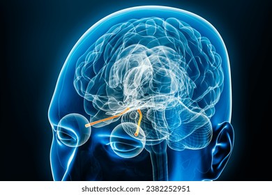 Xray view of the optic nerves with brain 3D rendering illustration. Human body and nervous system anatomy, medical, biology, science, neuroscience, neurology, ophthalmology concepts.