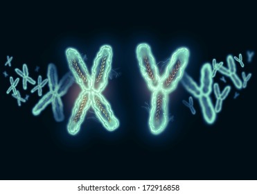 XY Chromosome concept. Male  Heterogametic Sex.