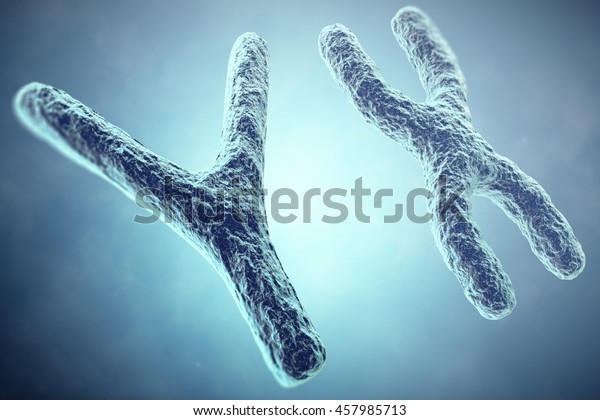 Xy Chromosome Concept Male Heterogametic Sex 3d Illustration