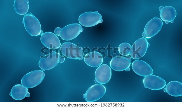 Yeast Cells Saccharomyces Cerevisiae Cells Closeup Stock Illustration 1962758932 