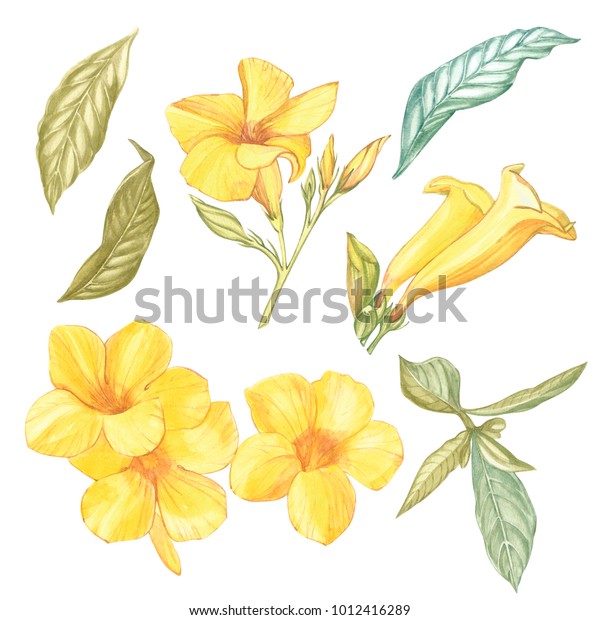 白い背景に黄色のアラマンダの花 水彩シンガポールの花は 葉でリアルなカラフルな色をしている ポスターデザイン用のエキゾチックな熱帯性花柄オブジェクト のイラスト素材