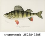 Yellow or Barred Perch (Perca Americana). Vintage fish illustration from our own 1913 Portfolio Edition of Game Birds and Fishes of North America by Sherman F. Denton. Vintage Yellow Perch art.