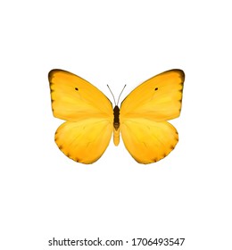 Yellow Butterfly Black Dot On Wing Stock Illustration 1706493547 ...