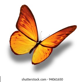 Yellow Butterfly, Isolated On White