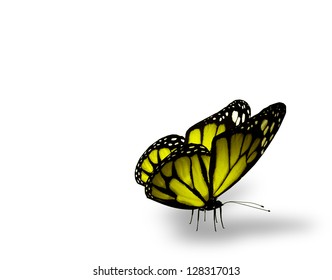 Yellow butterfly on white background