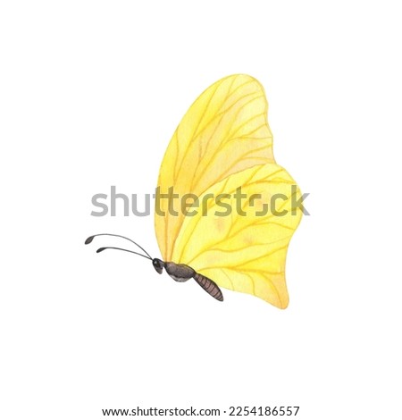 Yellow butterfly Phoebis with detailed wings isolated. Watercolor hand drawn realistic insect llustration for design