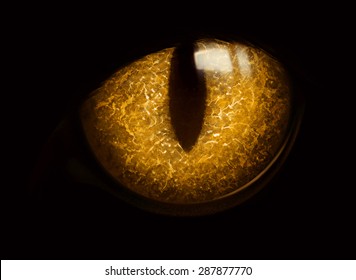 Yellow Cat Eye In Darkness Isolated On Black