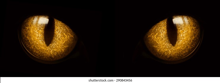 Yellow Cat Eyes Glowing In Darkness Isolated On Black Background