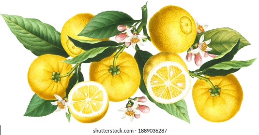 Yellow Citrus Seamless Border Arrangement With Lemon Fruits, Blossoms And Green Leaves