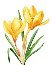 Yellow Crocuses Flowers Isolated On White Background Illustration, Spring Flowers Hand Drawn Watercolor, Floral Element