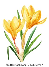 Yellow crocuses flowers isolated on white background illustration, Spring flowers hand drawn watercolor, Floral element