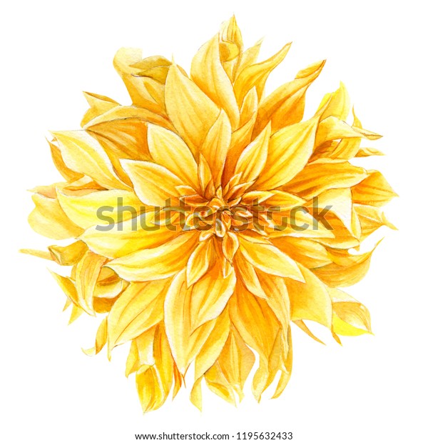 白い背景に黄色のダリア 花 植物画 水彩イラスト 手描き のイラスト素材