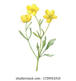 Сloseup of the yellow flower meadow buttercup (known as Ranunculus acris, sitfast, spearworts or water crowfoots). Watercolor hand drawn painting illustration isolated on white background.