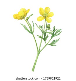 Сloseup of the yellow flower meadow buttercup (known as Ranunculus acris, sitfast, spearworts or water crowfoots). Watercolor hand drawn painting illustration isolated on white background.