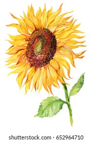 Yellow flower of a sunflower on isolated background. illustration of watercolor. watercolor hand painting